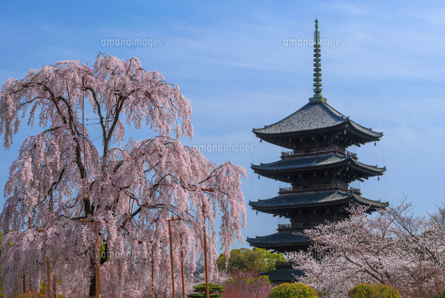 東寺 教王護国寺[01597021066]の写真・イラスト素材｜アマナイメージズ