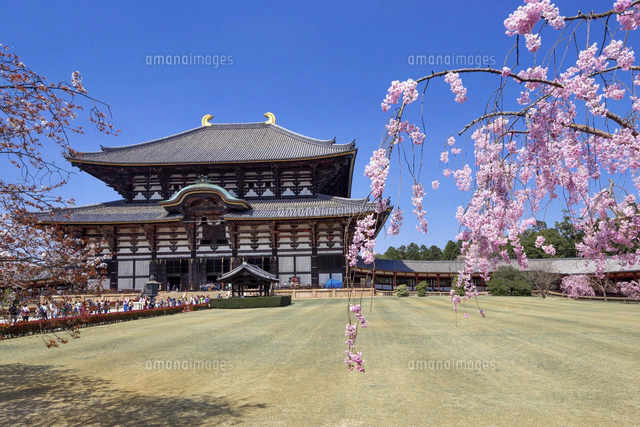 桜と東大寺二月堂[01597021127]の写真・イラスト素材｜アマナイメージズ