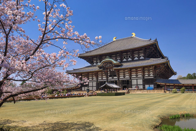 油絵大仏殿の春 楽天市場】絵画 油絵 大覚寺の桜 F20号 （木村由記夫） 送料無料