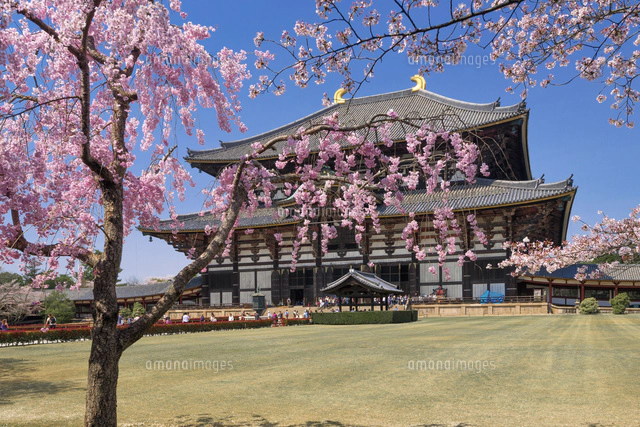 桜と東大寺二月堂[01597021127]の写真・イラスト素材｜アマナイメージズ