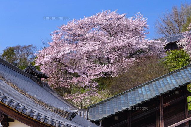 桜と東大寺二月堂[01597021127]の写真・イラスト素材｜アマナイメージズ