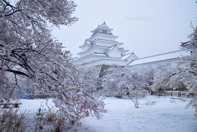 桜に積もる雪と鶴ヶ城 の写真素材 イラスト素材 アマナイメージズ