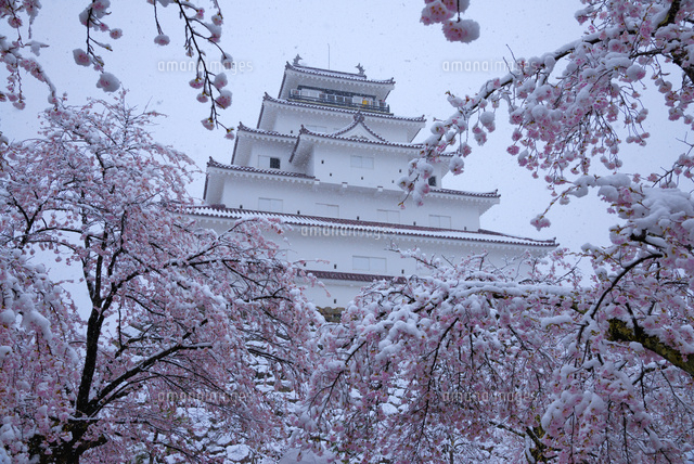 桜に積もる雪と鶴ヶ城 の写真素材 イラスト素材 アマナイメージズ