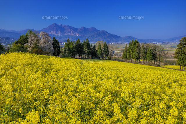 菜の花畑と高社山[01597021399]の写真・イラスト素材｜アマナイメージズ