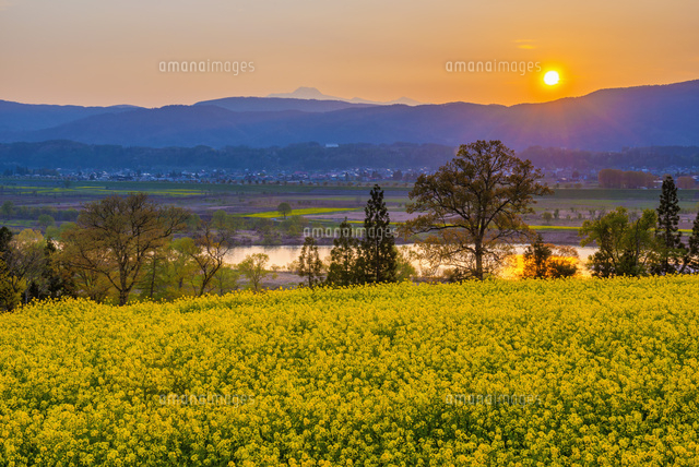 菜の花畑と千曲川と夕日[01597021414]の写真・イラスト素材