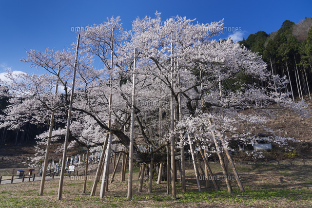 根尾谷薄墨桜[01597024054]の写真・イラスト素材｜アマナイメージズ
