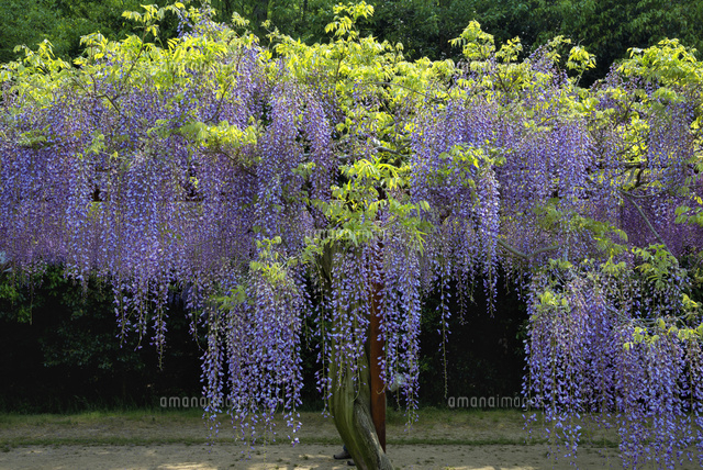 フジ咲く和気町藤公園 の写真素材 イラスト素材 アマナイメージズ