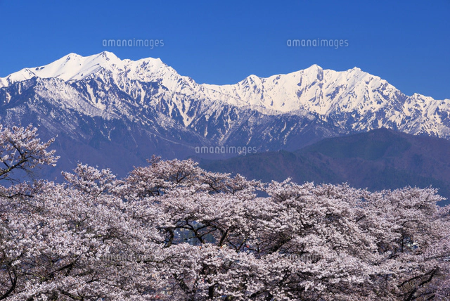 大町公園より桜と北アルプス[01597024389]の写真・イラスト素材