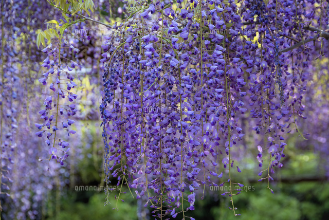 フジ咲く和気町藤公園 の写真素材 イラスト素材 アマナイメージズ