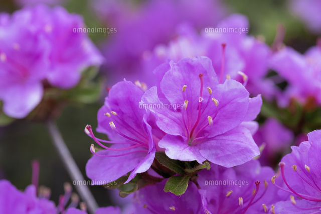 ミヤマキリシマ[01597025045]の写真・イラスト素材｜アマナイメージズ