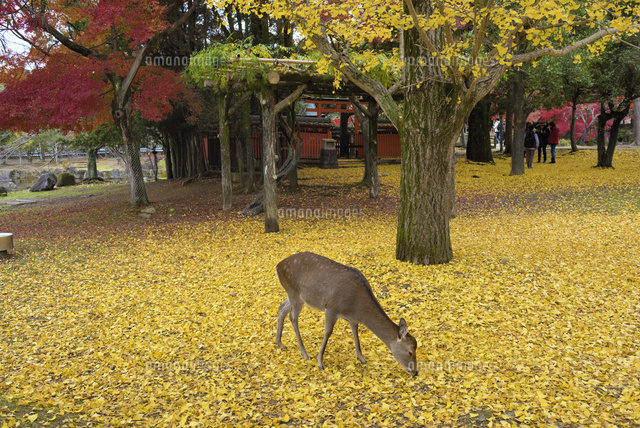 秋の奈良公園 の写真素材 イラスト素材 アマナイメージズ 秋の奈良公園 の写真素材 イラスト素材 アマナイメージズ