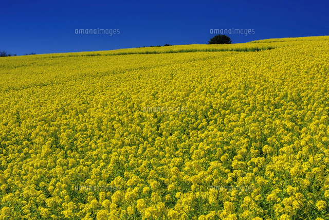菜の花咲くあわじ花さじき[01597026485]の写真・イラスト素材｜アマナ