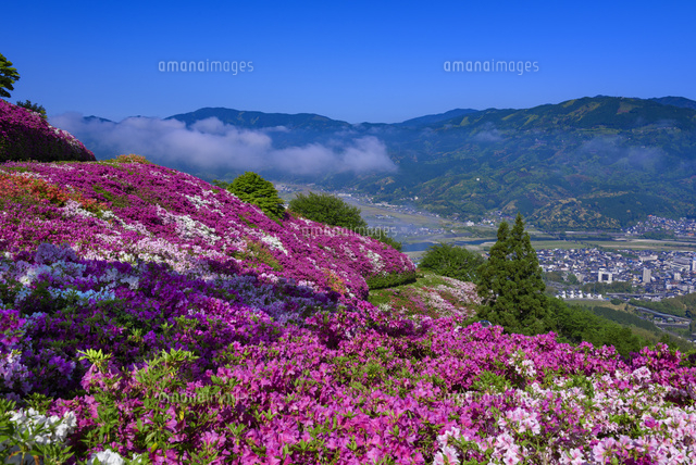 ツツジ咲く冨士山公園[01597026668]の写真・イラスト素材｜アマナ