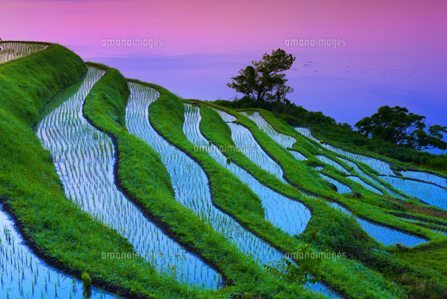 朝の新井の棚田 の写真素材 イラスト素材 アマナイメージズ