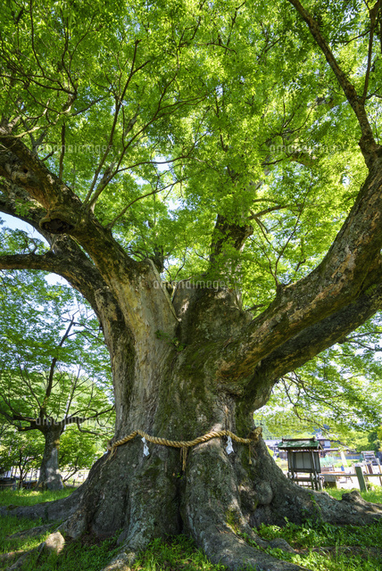 野間の大ケヤキ の写真素材 イラスト素材 アマナイメージズ