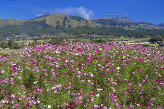 コスモスと阿蘇山 の写真素材 イラスト素材 アマナイメージズ