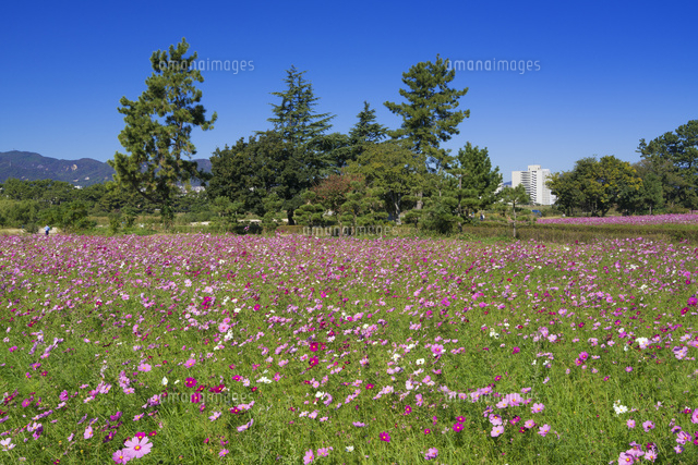 武庫川コスモス園 の写真素材 イラスト素材 アマナイメージズ