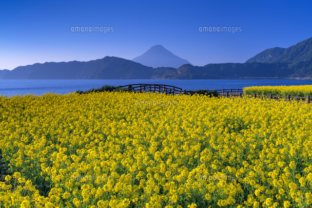 菜の花咲く池田湖と開聞岳 の写真素材 イラスト素材 アマナイメージズ