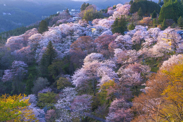 桜咲くの吉野山[01597028945]の写真・イラスト素材｜アマナイメージズ