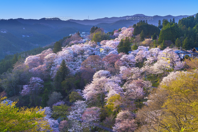 桜咲くの吉野山[01597028945]の写真・イラスト素材｜アマナイメージズ