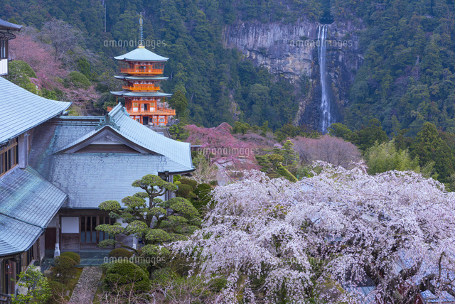 桜と青岸渡寺三重塔と那智の滝[01597028968]の写真・イラスト素材