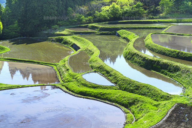 うへ山の棚田 の写真素材 イラスト素材 アマナイメージズ