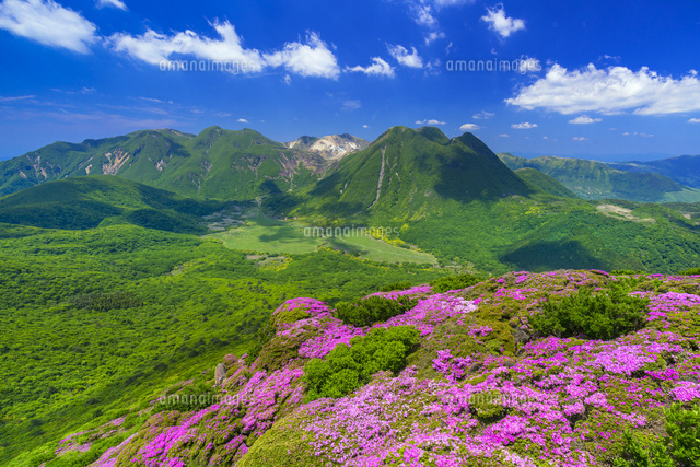 ミヤマキリシマ咲く平治岳よりくじゅう連山 の写真素材 イラスト素材 アマナイメージズ