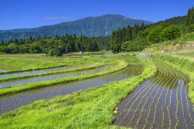 別宮の棚田と氷ノ山 01597029703 の写真素材 イラスト素材 アマナイメージズ