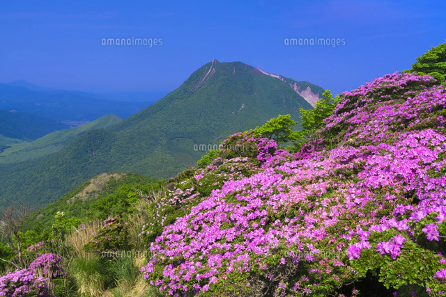 ミヤマキリシマ咲く平治岳よりくじゅう連山[01597029764]の写真