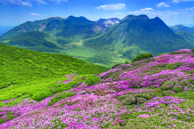 ミヤマキリシマ咲く平治岳よりくじゅう連山[01597029774]の写真
