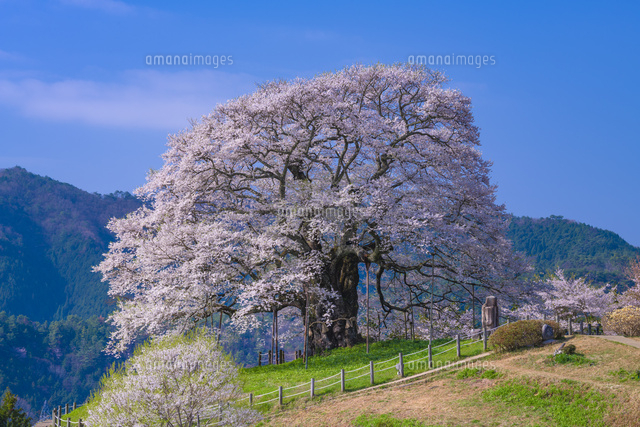 立体絵画の「醍醐桜」 孤高の桜” 百瀬太虚「醍醐桜」(樹齢1000年、岡山県真庭市）油彩