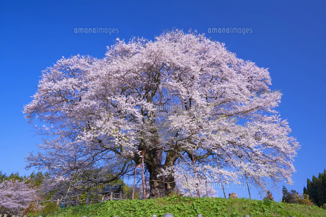 醍醐桜[01597030589]の写真・イラスト素材｜アマナイメージズ