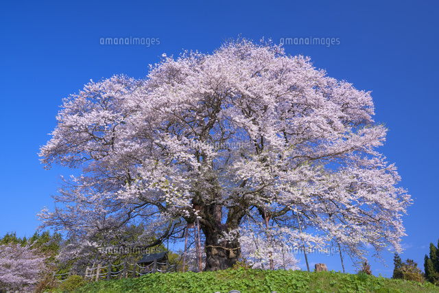醍醐桜[01597030596]の写真・イラスト素材｜アマナイメージズ