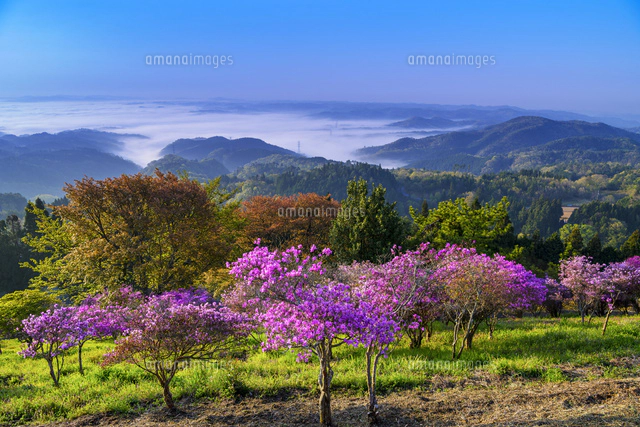 ツツジ咲く朝の弥高山公園[01597030659]の写真・イラスト素材｜アマナ