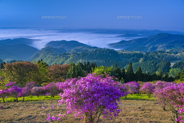 ツツジ咲く朝の弥高山公園[01597030781]の写真・イラスト素材｜アマナ