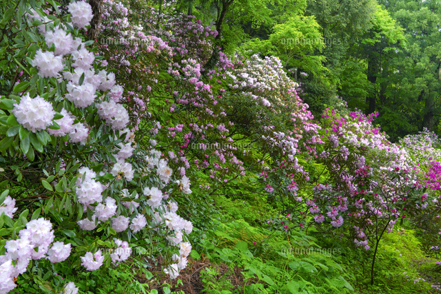 村上家隠岐シャクナゲ園 の写真素材 イラスト素材 アマナイメージズ