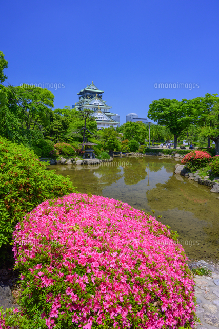サツキ咲く大阪城[01597031681]の写真・イラスト素材｜アマナイメージズ
