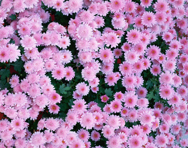 花畑 菊 河口湖町 山梨県 の写真素材 イラスト素材 アマナイメージズ