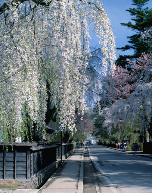 枝垂れ桜と武家屋敷 角館町 秋田県[01701007795]の写真・イラスト素材