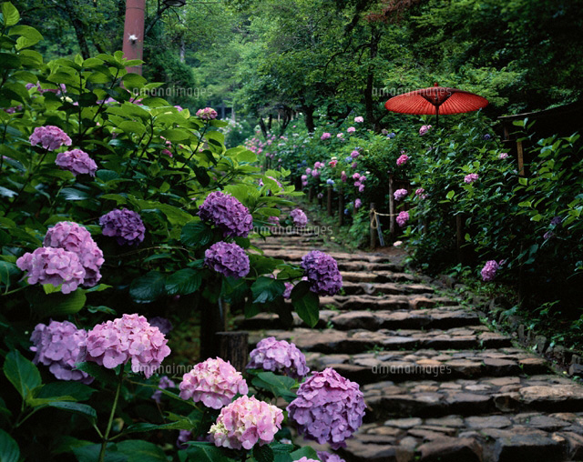 太平山あじさい坂 栃木県 の写真素材 イラスト素材 アマナイメージズ