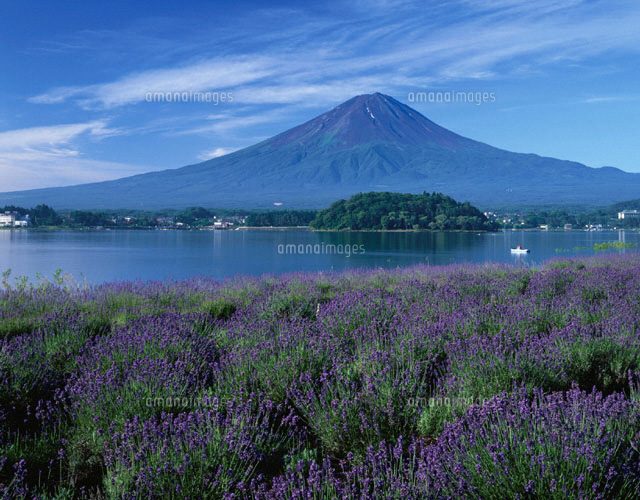 ラベンダーの花畑と河口湖と富士山 山梨県 の写真素材 イラスト素材 アマナイメージズ