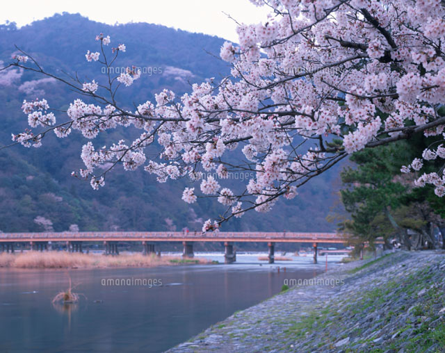 川岸に咲く桜と渡月橋 右京区 京都府 の写真素材 イラスト素材 アマナイメージズ