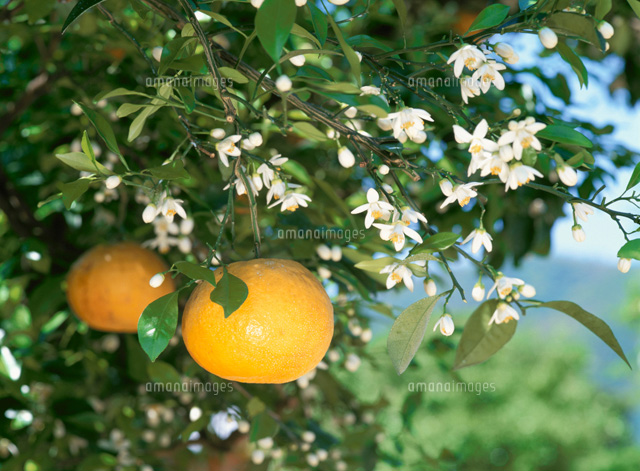 夏みかんと花 01701091044 の写真素材 イラスト素材 アマナイメージズ