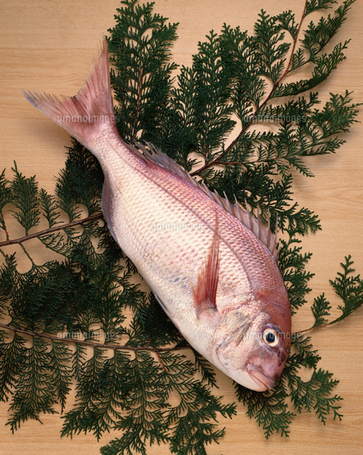 真鯛 の写真素材 イラスト素材 アマナイメージズ