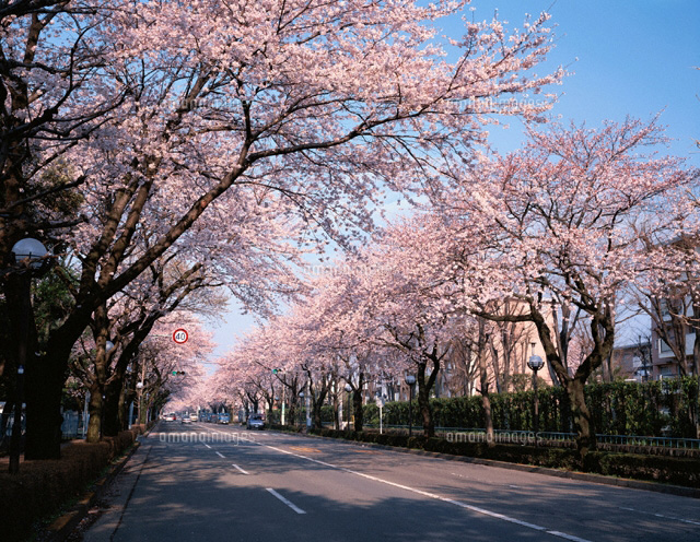 さくら通りの桜並木 国立市 東京都[01739004175]の写真・イラスト素材