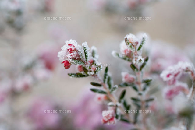 霜のついた花 の写真素材 イラスト素材 アマナイメージズ