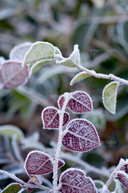 霜のついた葉っぱ の写真素材 イラスト素材 アマナイメージズ
