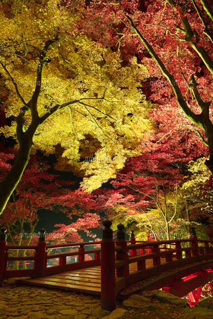 紅葉の両界山横蔵寺のライトアップ の写真素材 イラスト素材 アマナイメージズ