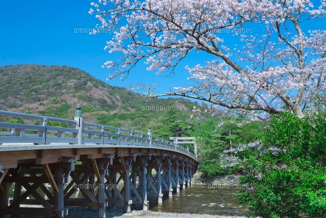 伊勢神宮宇治橋と桜[01801013243]の写真・イラスト素材｜アマナイメージズ