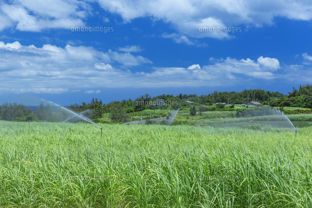 サトウキビ畑とスプリンクラー の写真素材 イラスト素材 アマナイメージズ